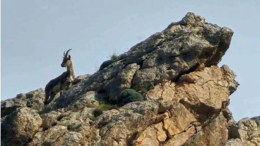 Doğubayazıt'ta kayaların usta tırmanıcısı dağ keçisi görüldü
