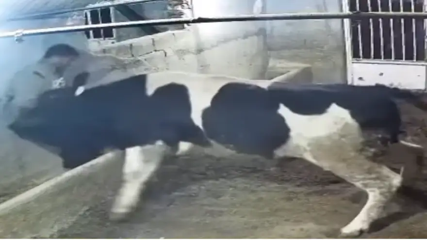 Ahırda Boğa Saldırısı Sosyal Medyada Viral Oldu