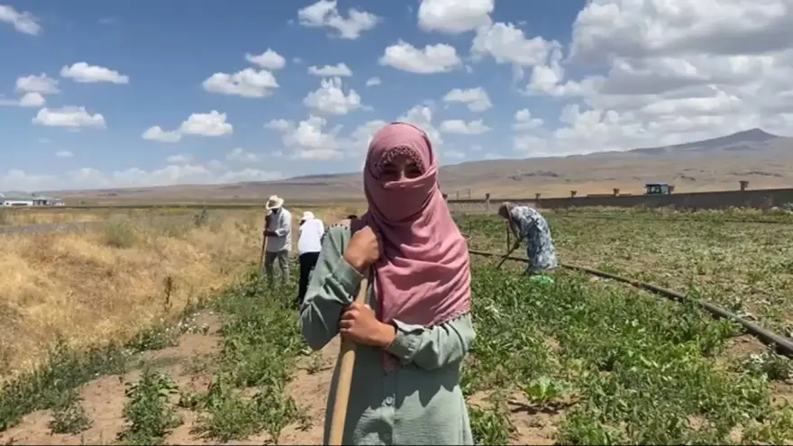 Patnos’ta şeker pancarı tarlalarında kadın eli