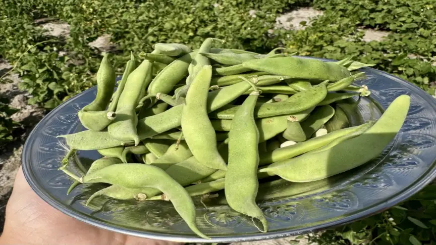 Ağrı’da yetişmez denilen fasulye, yüksek verimiyle dikkat çekti