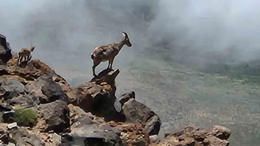 Ağrı Dağı’nda 4 bin rakımda dağ keçileri görüntülendi