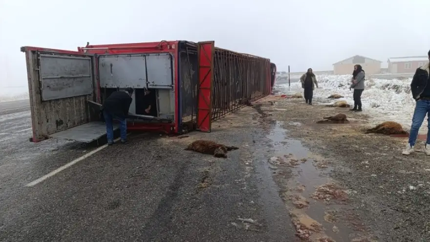 Patnos’ta hayvan yüklü tır devrildi: 10 küçükbaş telef oldu