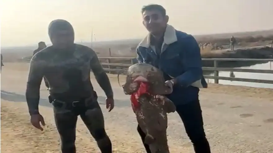 Olta yok, ağ yok: Karasu Çayı’nda çıplak elle yayın balığı avı