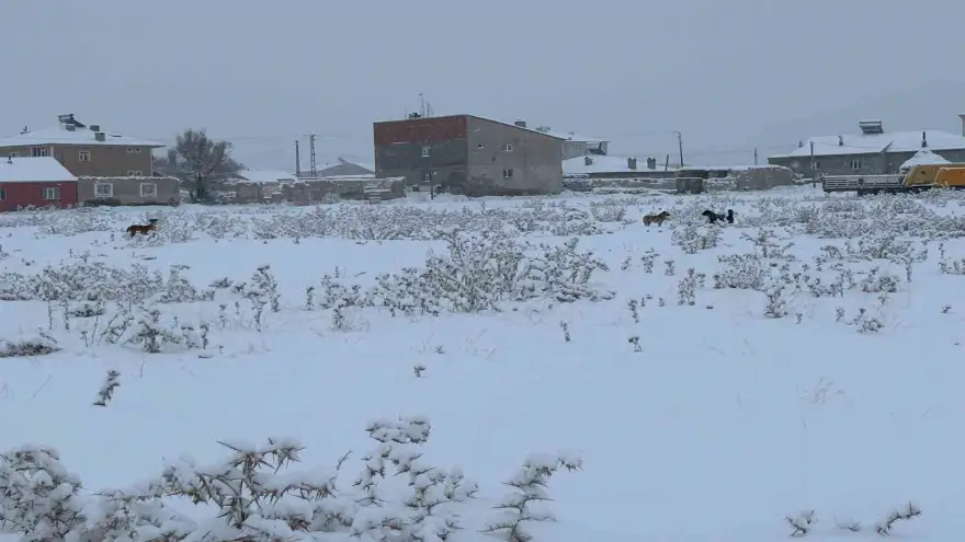 Diyadin’de başıboş köpekler tedirgin ediyor