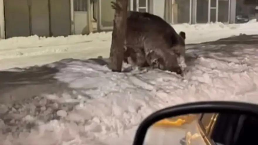 Patnos ilçe merkezinde yaban domuzu görüldü