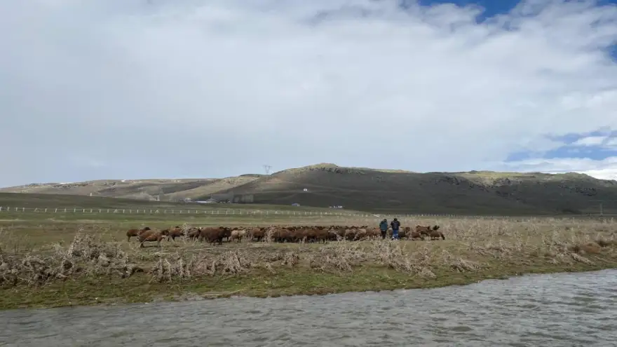 Ağrı’da 120 bin lira maaşa rağmen çoban bulunamıyor