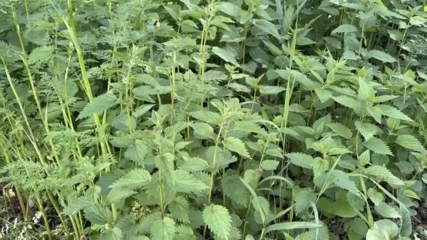 Ağrı’da ısırgan otu hasadı başladı