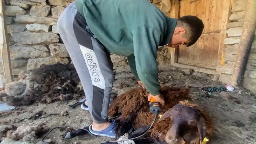 Kavurucu sıcaklar küçükbaş hayvanlarda kırkım mesaisini başlattı