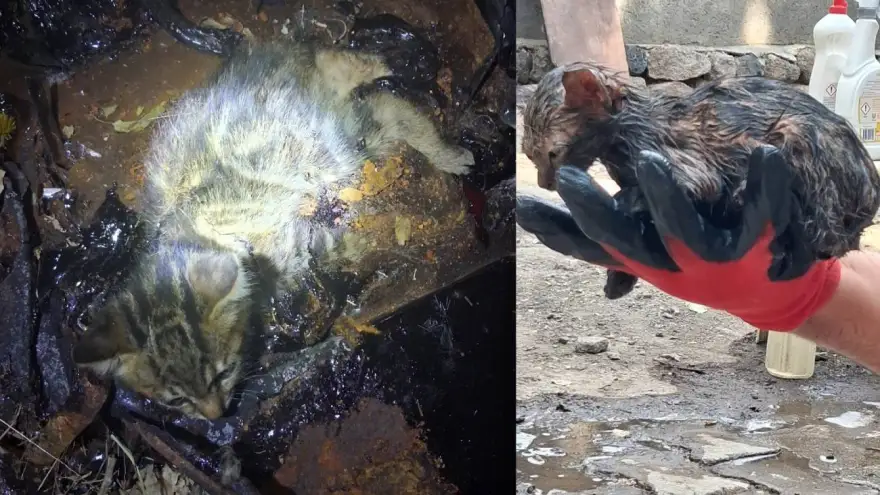 Ağrı’da ziftin içine giren yavru kedi ölümden döndü