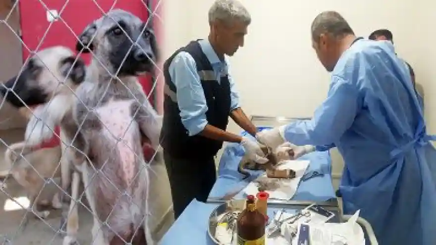 Yaralı Köpeği Vatandaş Kurtardı
