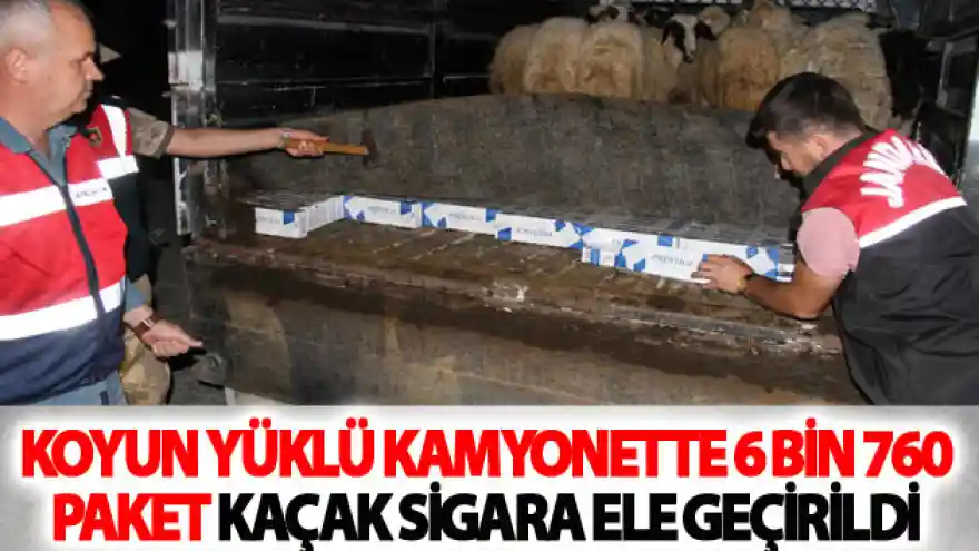 Koyun yüklü kamyonette 6 bin 760 paket kaçak sigara ele geçirildi
