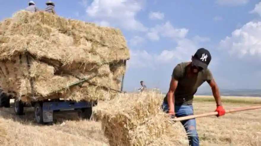 Sıcak Havada Ot Toplama Mesaisi

