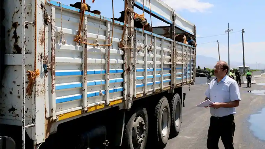 Karayollarında Kurbanlık Denetimi
