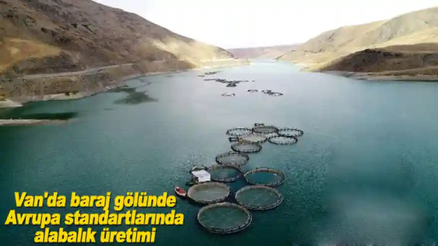 Van'da baraj gölünde Avrupa standartlarında alabalık üretimi
