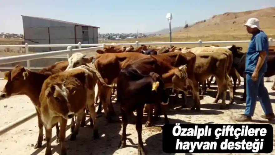 Özalplı çiftçilere hayvan desteği
