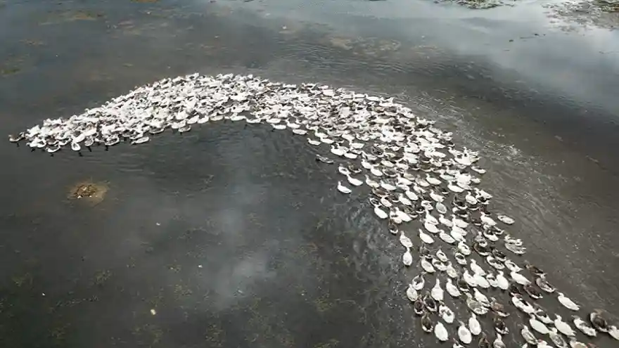 Kars kazı Çıldır Gölü'nün serin sularında!
