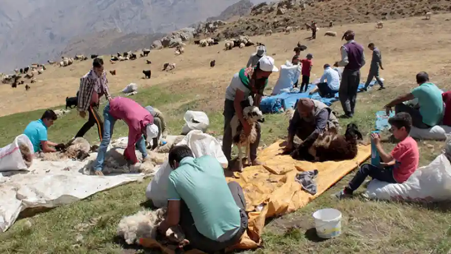 Yaylada Kuzu Kırpma Şenliği
