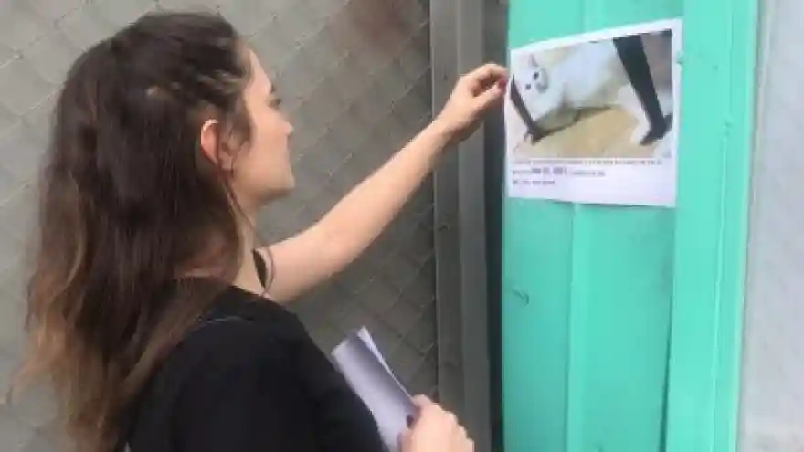 Sokak Sokak Kedisini Arıyor
