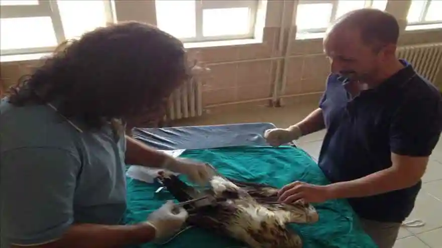 ŞAHİN, TEDAVİ ALTINA ALINDI
