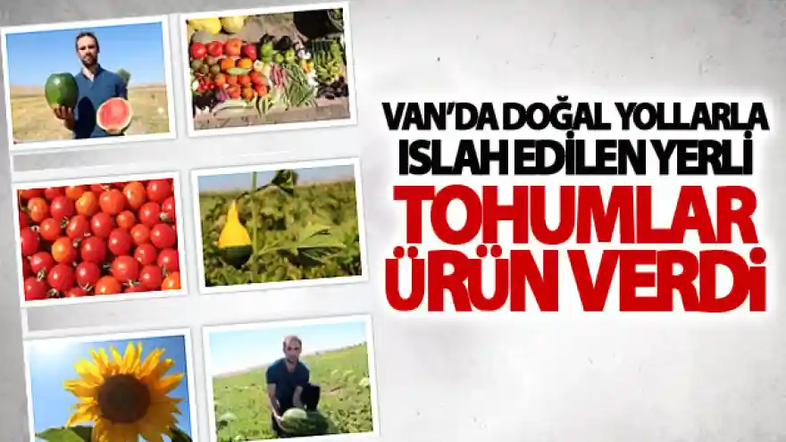 Van'da doğal yollarla ıslah edilen yerli tohumlar ürün verdi
