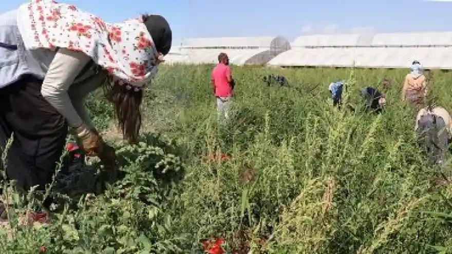 Gevaş'ta Muz Üretilecek 
