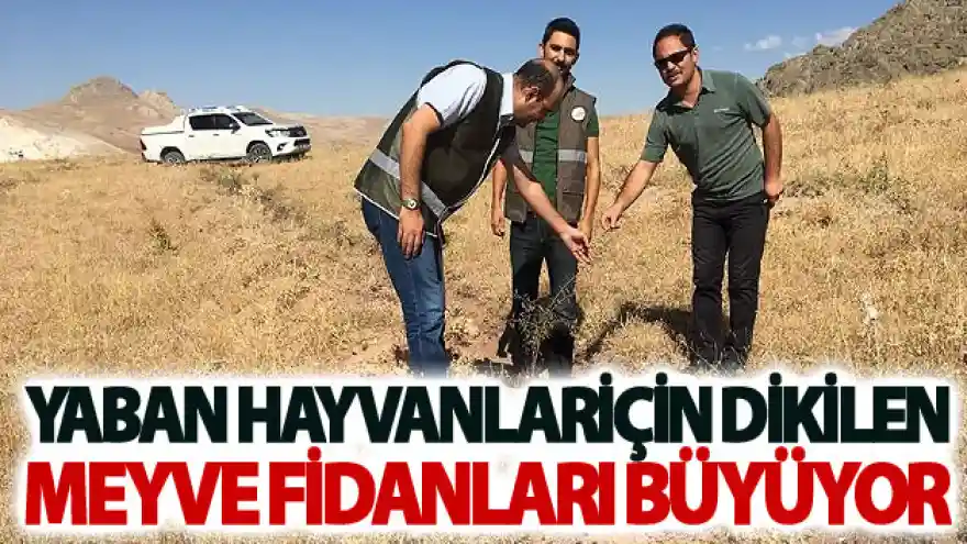 Yaban hayvanlar için dikilen meyve fidanları büyüyor
