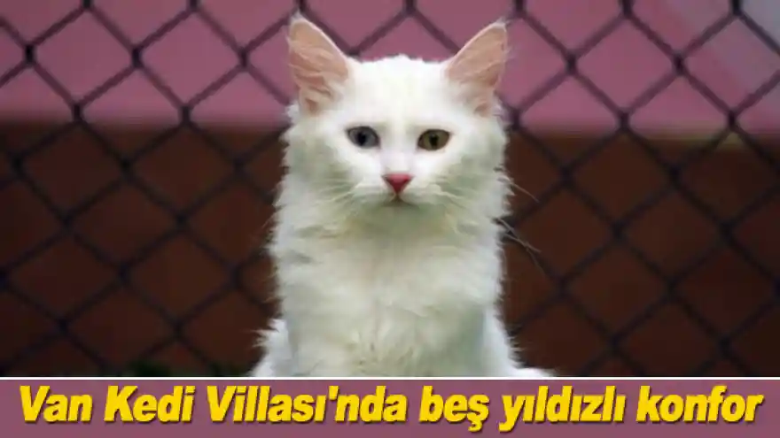Van Kedi Villası'nda beş yıldızlı konfor
