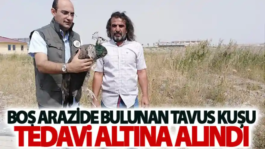 Boş arazide halsiz bir halde bulunan Tavus kuşu tedavi altına alındı

