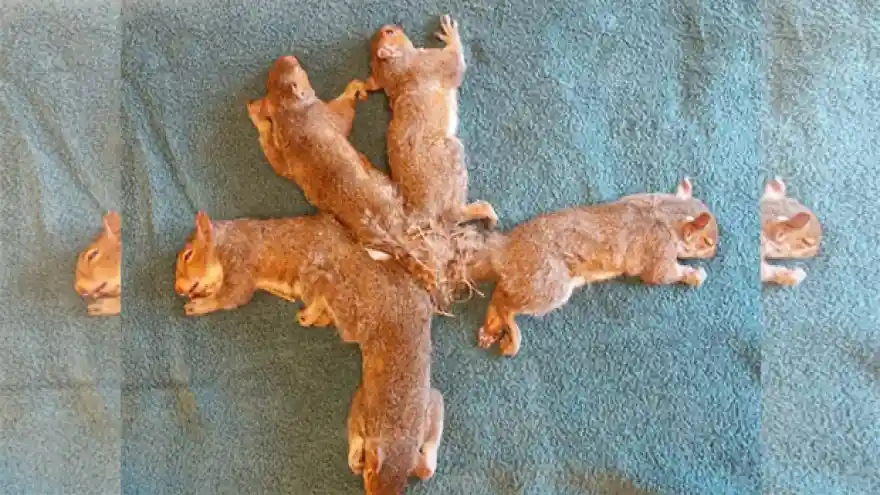 Kuyrukları birbirine dolanan yavru sincaplar kurtarıldı