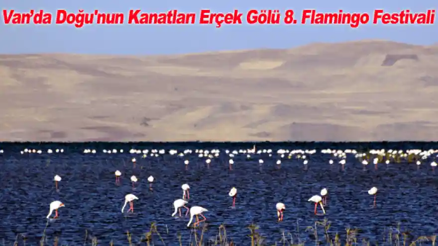 Van'da Doğu'nun Kanatları Erçek Gölü 8. Flamingo Festivali
