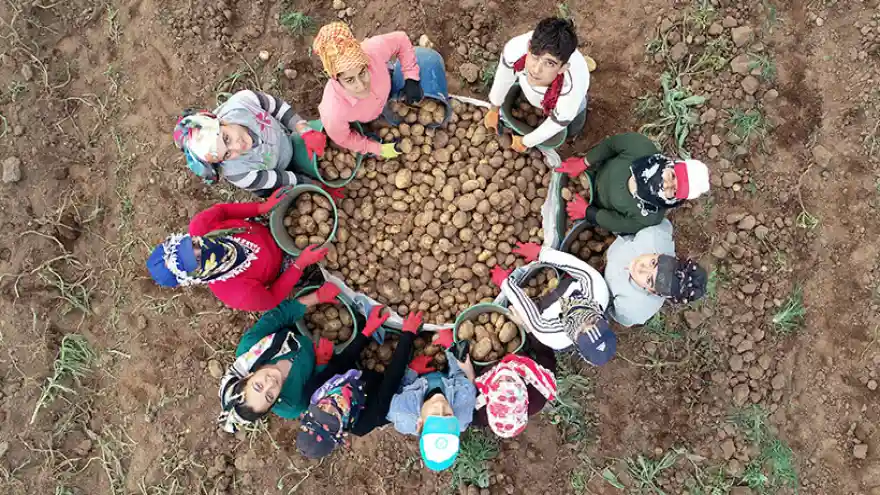 Yılın İlk Patatesleri Söküldü
