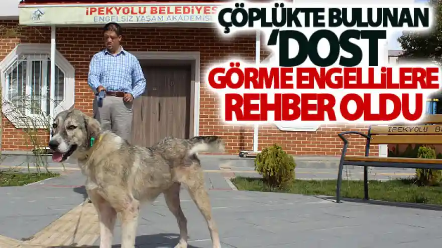 Çöplükte bulunan 'Dost', şimdi görme engellilere rehber oldu
