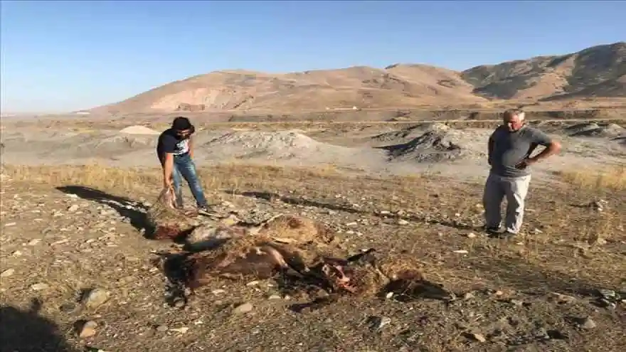 MUŞ´TA VAHŞET! SOKAK KÖPEKLERİ 30 KOYUNU TELEF ETTİ
