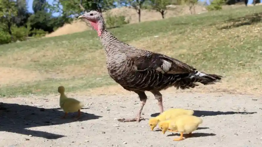 Çin ırkı kaz yavrularına hindi sahip çıktı
