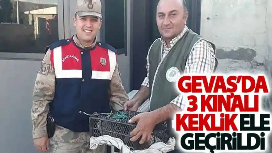 Gevaş'da 3 kınalı keklik ele geçirildi
