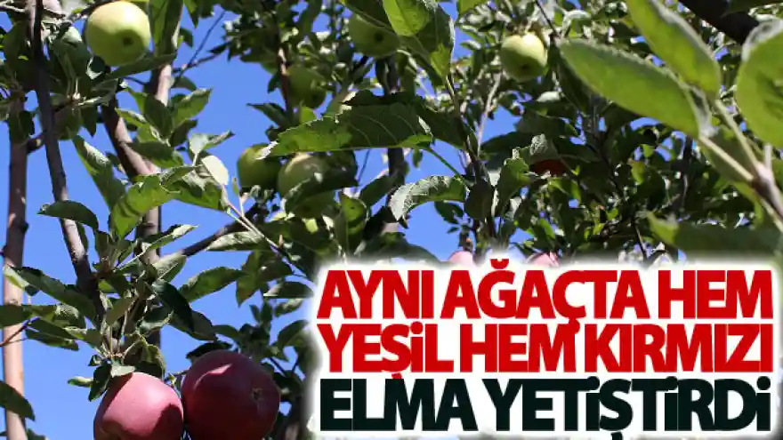 Aynı ağaçta hem yeşil hem kırmızı elma yetiştirdi
