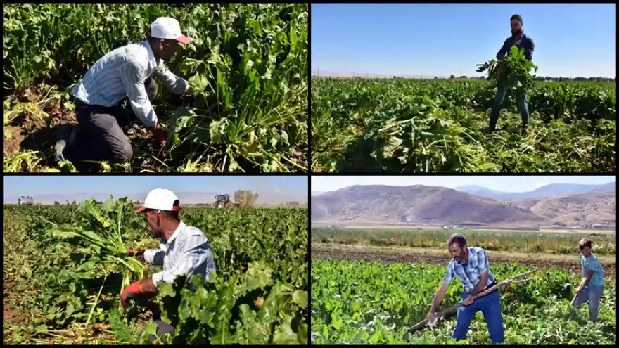 Yaprakları Yem Olarak Kullanılıyor
