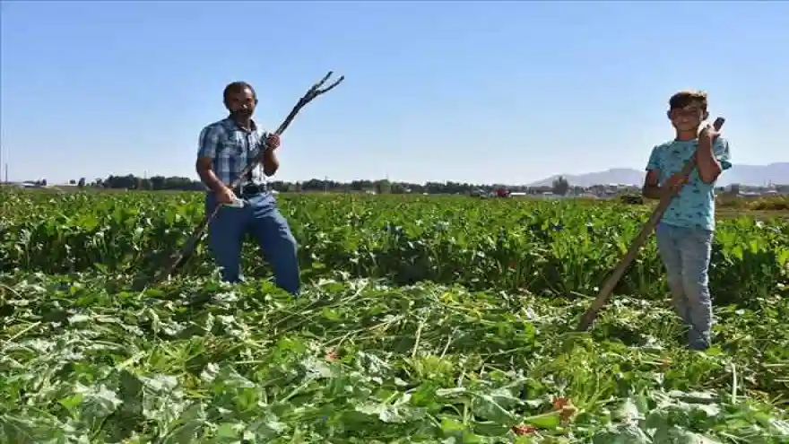 EN ÇOK ŞEKER PANCARI TERCİH EDİLİYOR
