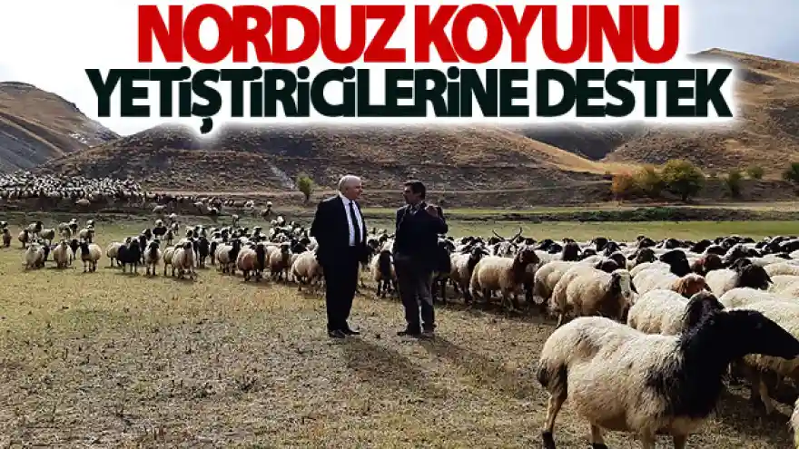 Norduz koyunu yetiştiricilerine destek
