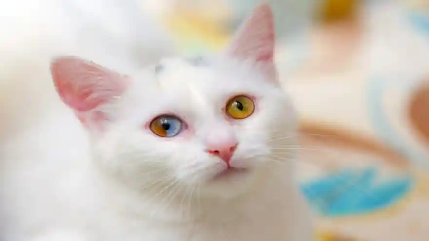 Van Edremit ilçesinde gözleri iki renkli olan çok nadir görülen Van kedisi ilgi odağı oldu