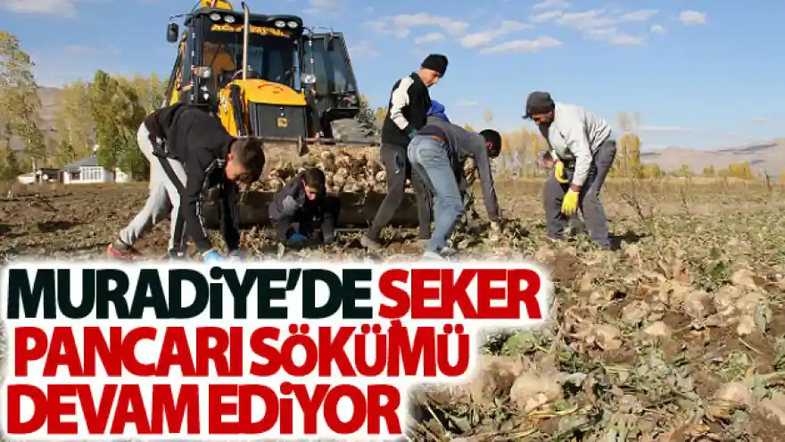 Muradiye'de şeker pancarı sökümü devam ediyor
