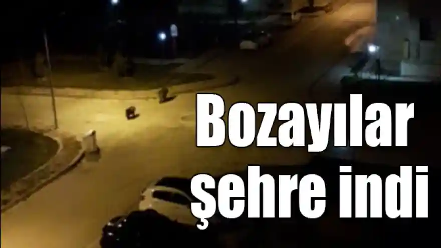Bozayı yavrusuyla konutların arasında yiyecek aradı
