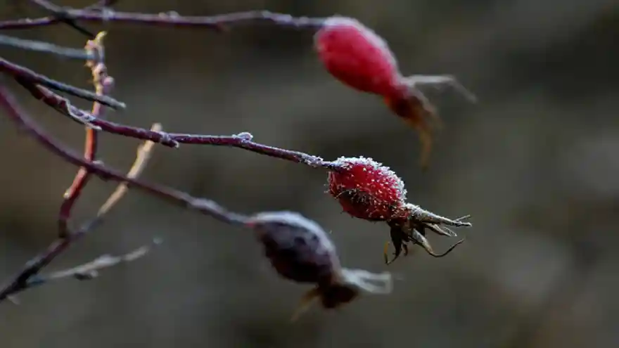 Kars'ta kırağıyla gelen güzellik

