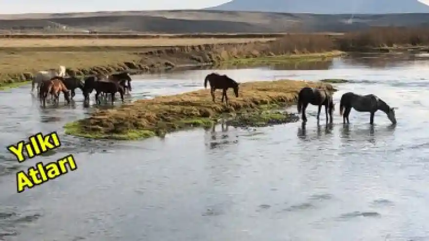 Doğal Ortamlarında Görüntülendi 
