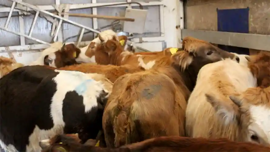 Genç Çiftçilere Hayvanları Dağıtıldı 
