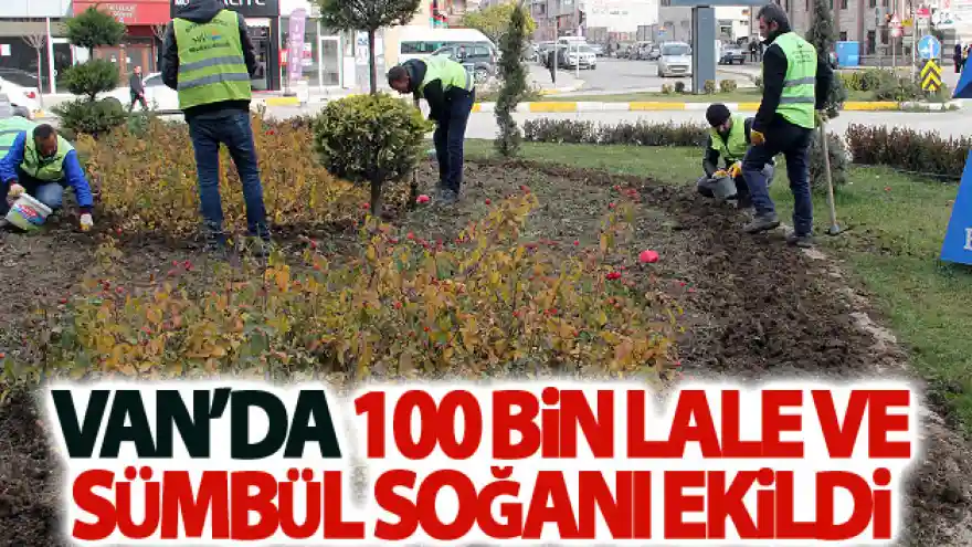 Van'da 100 bin lale ve sümbül soğanı ekildi
