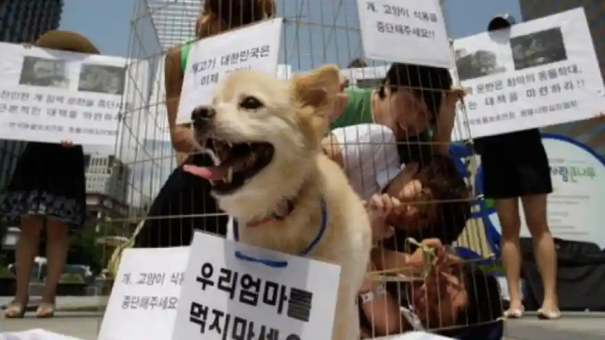Güney Kore'de yüzlerce köpek barınakta yer kalmadığı için uyutuldu
