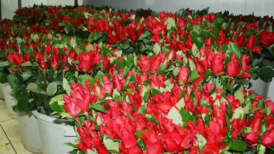 Seraları hortum vurdu; Sevgililer Günü öncesi çiçek fiyatları yükseldi
