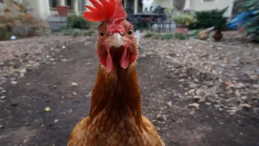 Tavuklar 'örgütlendi': Kümeslerine giren tilkiyi gagalayıp öldürdüler
