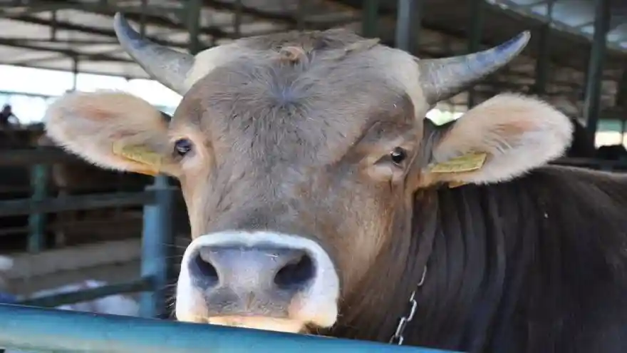 Türkiye, nüfusu 1.4 milyar olan Çin'den daha fazla hayvan ithal ediyor"